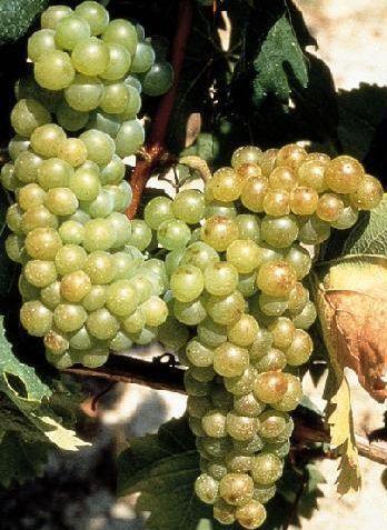 Agriturismo Ai Piacentini Santo Stefano Belbo Zewnętrze zdjęcie